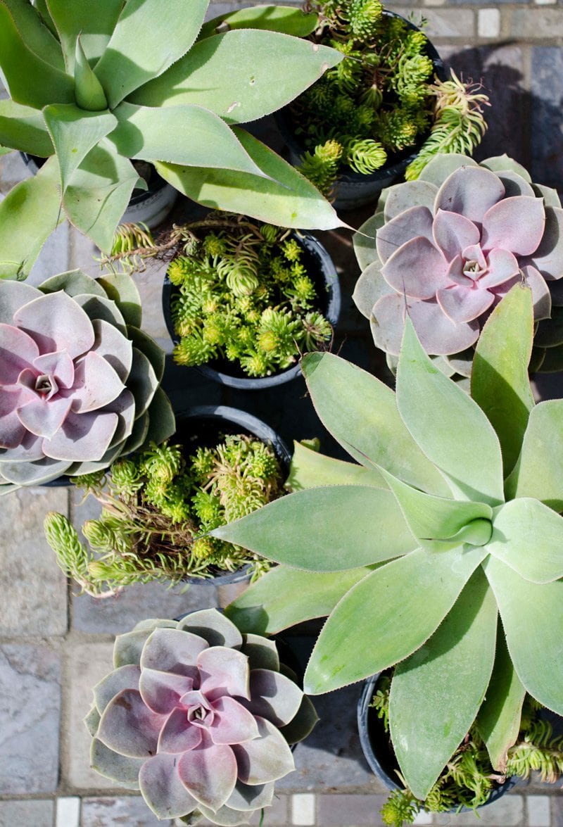 The Best Plants For A Low Maintenance Window Box The Best Plants For A Low Maintenance Window Box Thou Swell Http