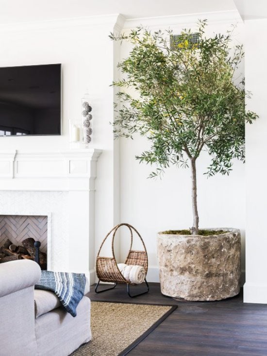 The Plant Of 2017 Indoor Olive Tree Thou Swell Indoor Olive Tree In White Living Room On Thou Swell Thouswellblog