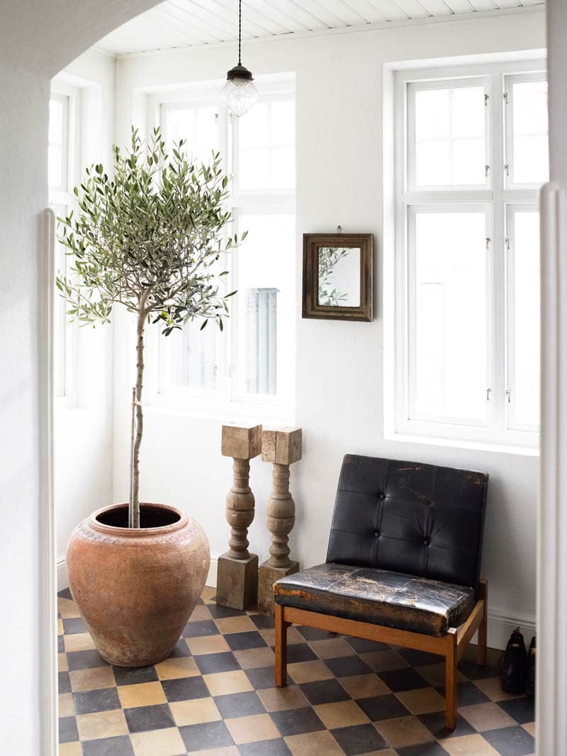 The Plant Of 2018 Indoor Olive Tree Thou Swell Indoor Olive Tree With Vintage Black Leather Chair And Checkerboard Floor On Thou Swell Thouswellblog